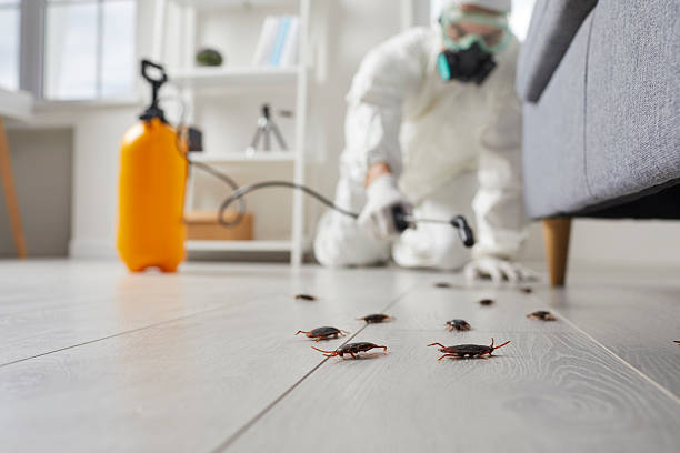 Affordable Termite Control solutions in Waverly, OH